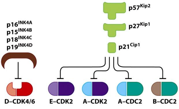 with EF2, a transcription factor, suppressing the genes required for initiation and progression of cell cycle.