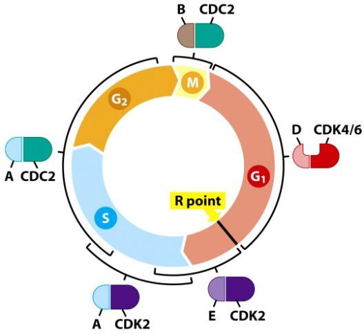 cell cycle is irreversibly committed to enter the S-phase. As cells transit the S-phase, ubiquitination and proteolysis of cyclin E occurs.