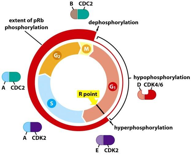 Each cyclin-cdk complex is specific to a cell cycle phase (left).