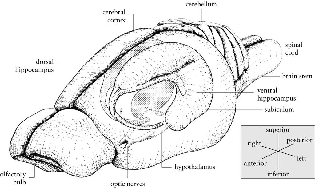 Figure 2.2: Detailed map of hippocampus in rat brain [74], and 3D localization of hippocampus in rat brain (adapted from John C.