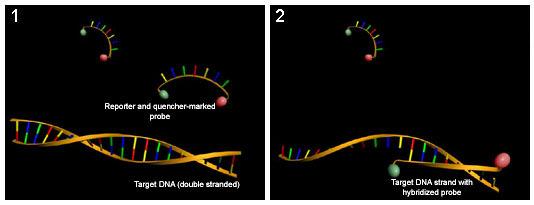 combined with reverse transcription to quantify messenger RNA and produce cdna for the PCR reaction. Figure 2.