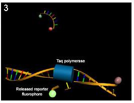 2) Probes and their complementary DNA sequence are hybridized at this point reporter fluorescence is still quenched.