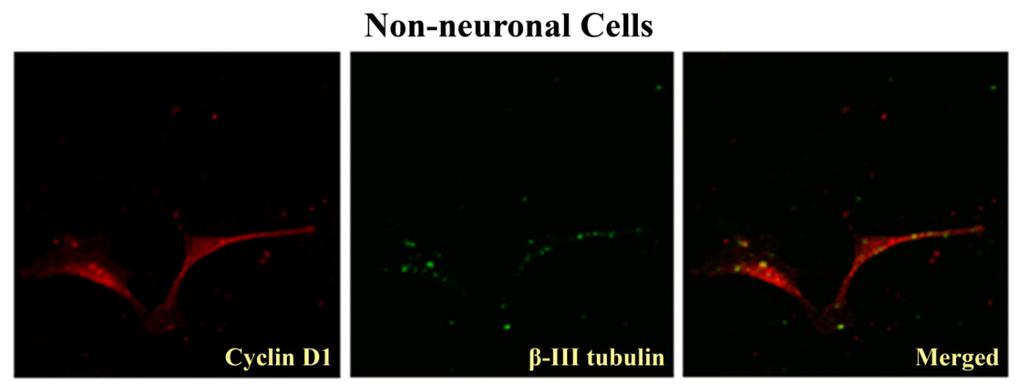 tubulin (green), cyclin D1 (red), DAPI