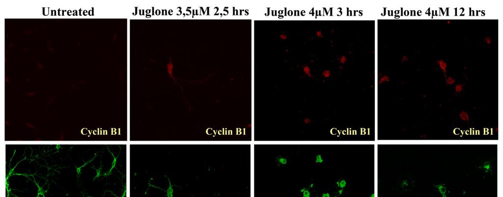 An increase in cyclin B1 expression was also observable in 3,5µM juglone treated hippocampal cells (Figure 3.4).