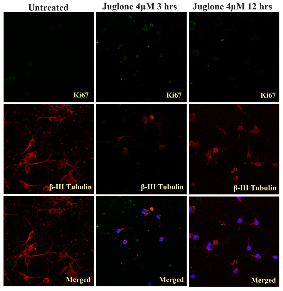 Effects of Pin1 inhibition on ptau regulation and on proliferative marker Ki67 were also investigated.