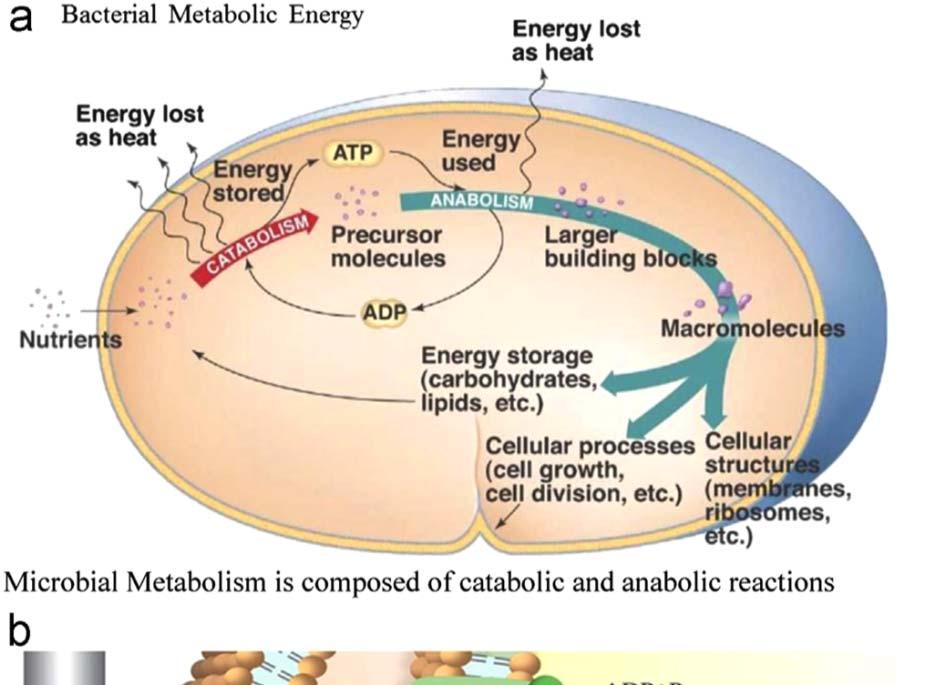 Konverze CO 2 z bioplynu na CH 4 přivedením