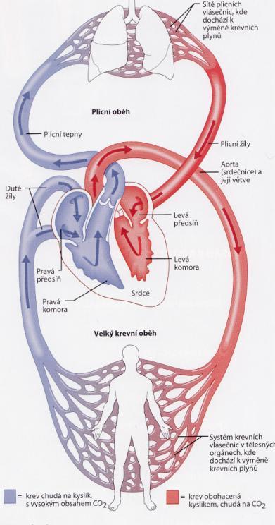 Obrázek 2.3:Schéma krevního oběhu[8] 3 Elektrické vlastnosti srdce Pokud umístíme živý organizmus do elektrického pole a budeme analyzovat jeho vlastnosti, mluvíme o tzv.