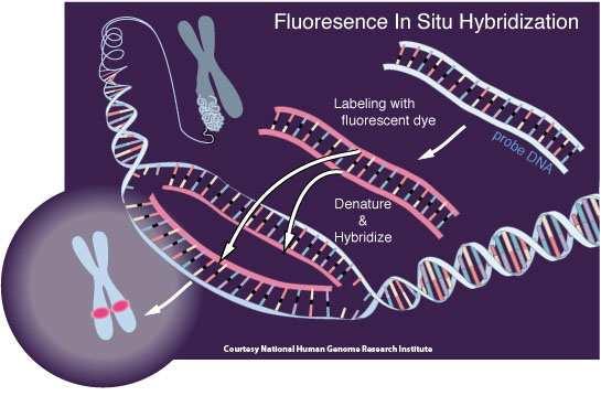 ISH Metody In situ hybridizace umožňují lokalizaci a identifikaci specifické sekvence nukleotidů cílového místa v DNA resp. RNA. Princip: využívá procesu denaturace a reasociace DNA.