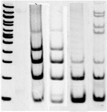 formaldehydu (formolu) jako