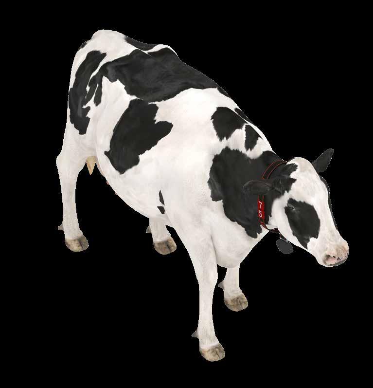 26 LELY ASTRONAUT 27 Poznejte své krávy Zlepšete zdraví paznehtů Podpořte svou strategii pasení Volba Zdraví krávy Pečuje o váš nejcennější majetek: vaše krávy.