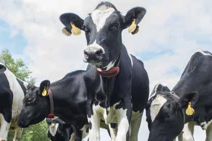 To vám pomůže zvýšit zisk. Volba Zdraví paznehtů Dobré zdraví paznehtů je důležité pro pohodu krav a chov dojnic v automatickém dojení. Aby se kráva mohla volně pohybovat, musí mít zdravé paznehty.