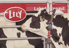 Stálý režim Každá kráva a dokonce i každý její Produkce krav je optimální, pokud jsou Mléko je cenná, ale rychle se kazící stresu, které jim umožní projevovat své a pravidelnost jsou