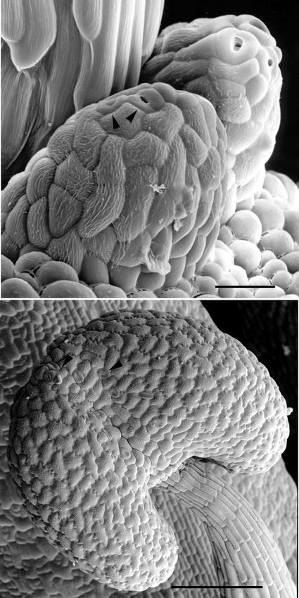 Tvar a rozmístění průduchů květní orgány Arabidopsis thaliana Heynh.