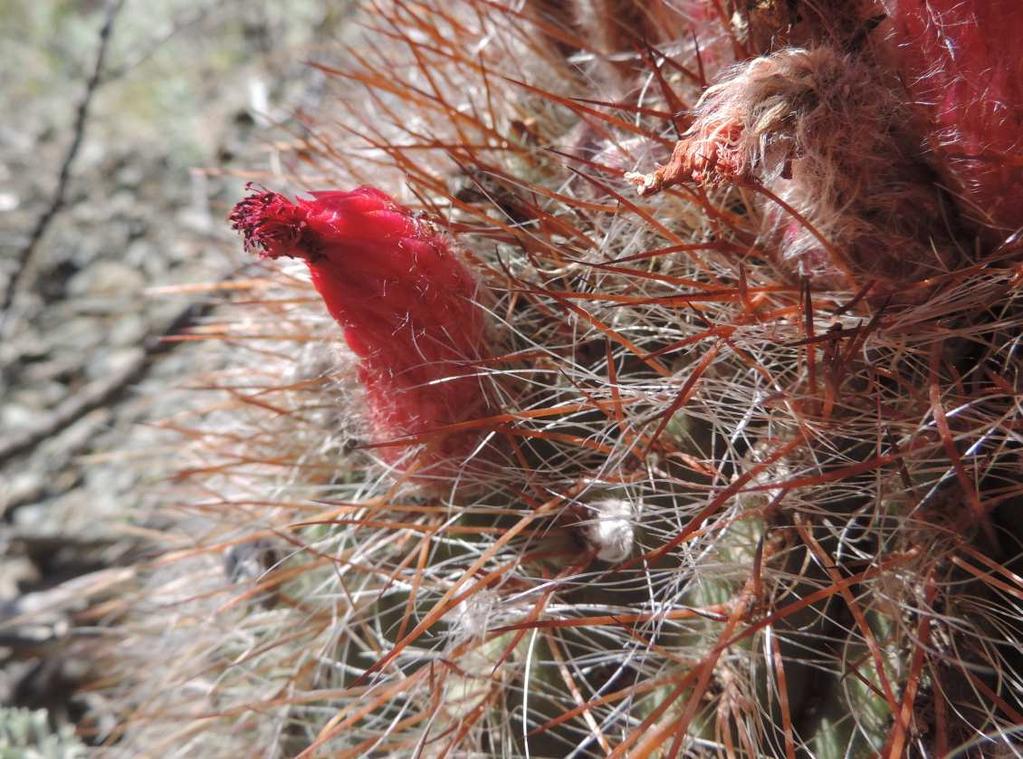 Denmoza rhodacantha, okružní cesta za VILLAVICENCIO, KL15-A007 Austrocactus philippii, EL MANZANO HISTORICO, KL15-A008 Po