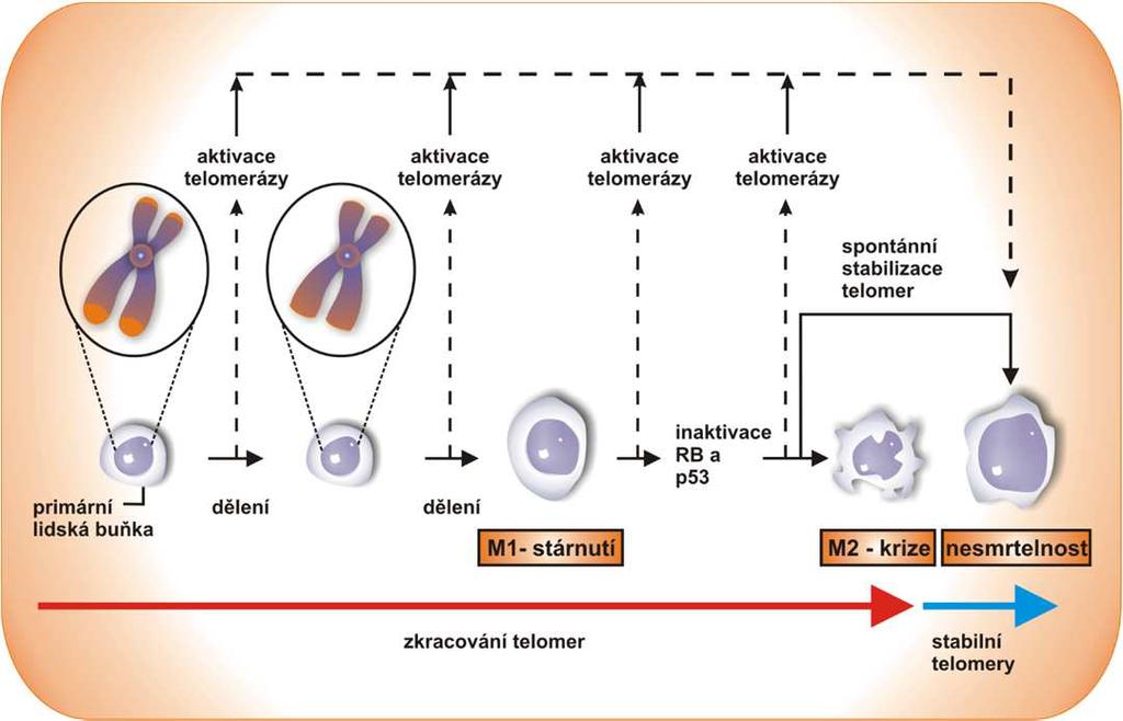 4. Získání neomezeného replikačního potenciálu Většina buněk lidského těla se nemůže dělit do nekonečna, ale naopak má
