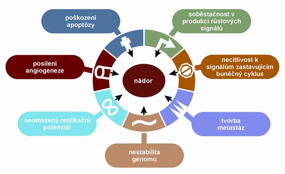 Typické znaky nádorových buněk: 2000 Hallmarks (1) Produkce vlastních proliferačních signálů (2) Necitlivost k signálům zastavujícím buněčné dělení (3) Odolnost k buněčné smrti (4) Neomezený