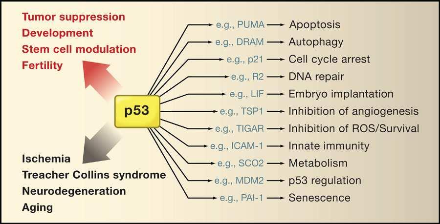 p53: za hranicí kancerogeneze II Kromě toho, že p53 funguje jako nádorový supresor, reguluje řadu dalších buněčných a vývojových procesů.