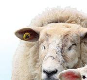 DÁVKOVÁNÍ Ovce, kozy 30 ml 2 x denně v akutních