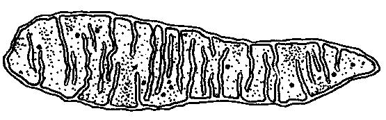 Choanozoa Říše Opisthokonta jednobuněčná stádia mají jediný, jednoduše stavěný tlačný bičík na zadním konci mitochondie s plochými kristami u některých skupin je schopnost