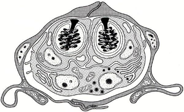 Rybomorky - tělní organizace a vývoj proč metazoa?