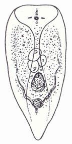 protonefridia malé mořské druhy, hermafroditi, přímý vývoj druhově početnější a známější Acoela (bezstřevky) vynikají absencí žláznatých buněk v trávicí dutině -