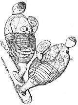 Cycliophora - vířníkovci (=Cycliophorida) první zástupce - Symbion pandora - byl objeven v roce 1995, (název skupiny z řeckého Cyclos = kruh a Phoros = nésti, což se vtahuje k věnci brv kolem úst) je