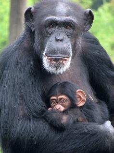 let 1,8 šimpanz