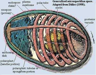 Eukaryotické organismys dobře definovanou plasmatickou membránou Postrádají mitochondrie, golgiho aparát a