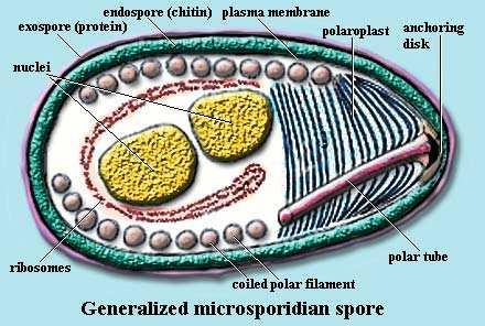 Exosporická membrána je tvořena proteinem a chitinem Polarizovaným vláknem je sporoplasma injektována do