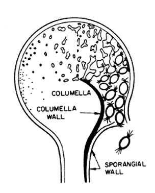 sporangium