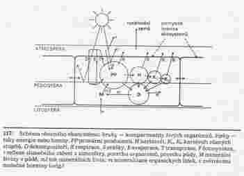 Struktura (Eko)Systém - skládá se z cástí a prvku, subsystémy (vegetace, puda, apod.