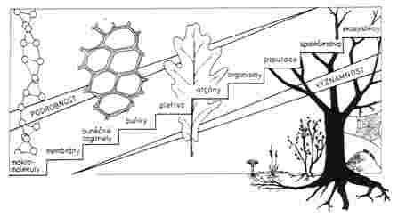 Hladiny biotické organizace v lesním (Körner, 1993) 10 Stavba lesního Organizacne složitá struktura (systém) Zjednodušená schémata, matematické modely (klícové procesy) Neživá složka -
