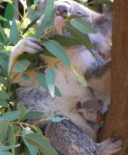 V Austrálii žije řada endemitů vačnatci (klokan, koala ), vejcorodí savci (ptakopysk, ježura).