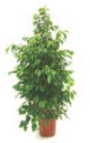 ks 1 200,- Kè / akce / ks Ficus Benjamina - do v öky 0,8m