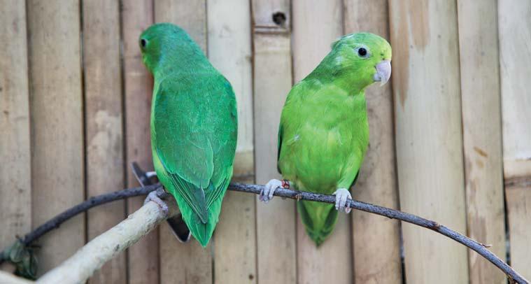 Chovatelská činnost Chovatelská sezona začíná v Papouščí zoo již koncem roku předešlého, kdy se pomalu připravují k hnízdění africké druhy papoušků.