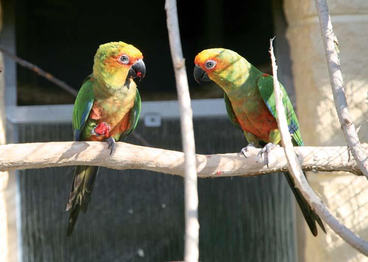 Aratinga zlatohlavý (Aratinga auricapilla) Veterinární péče, krmení a péče o papoušky Papouščí zoologická zahrada již dlouhodobě spolupracuje s MVDr.