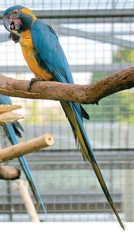 Amazona tucumana Amazona oratrix Primolius couloni Ara militaris mexicanus Amazona viridigenalis Ara glaucogularis Amazona vinacea Psittacus erithacus Skupina EU/B Amazoňan jamajský Amazoňan