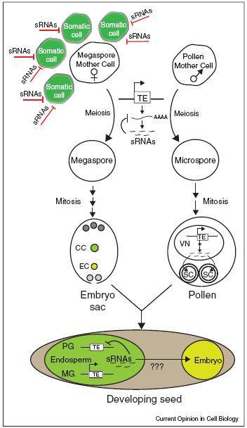 Význam malých RNA v reprodukci rostlin Geny ARGONAUT AGO9 Arabidopsis Represe jiných buněk nucelu aktivovat se v