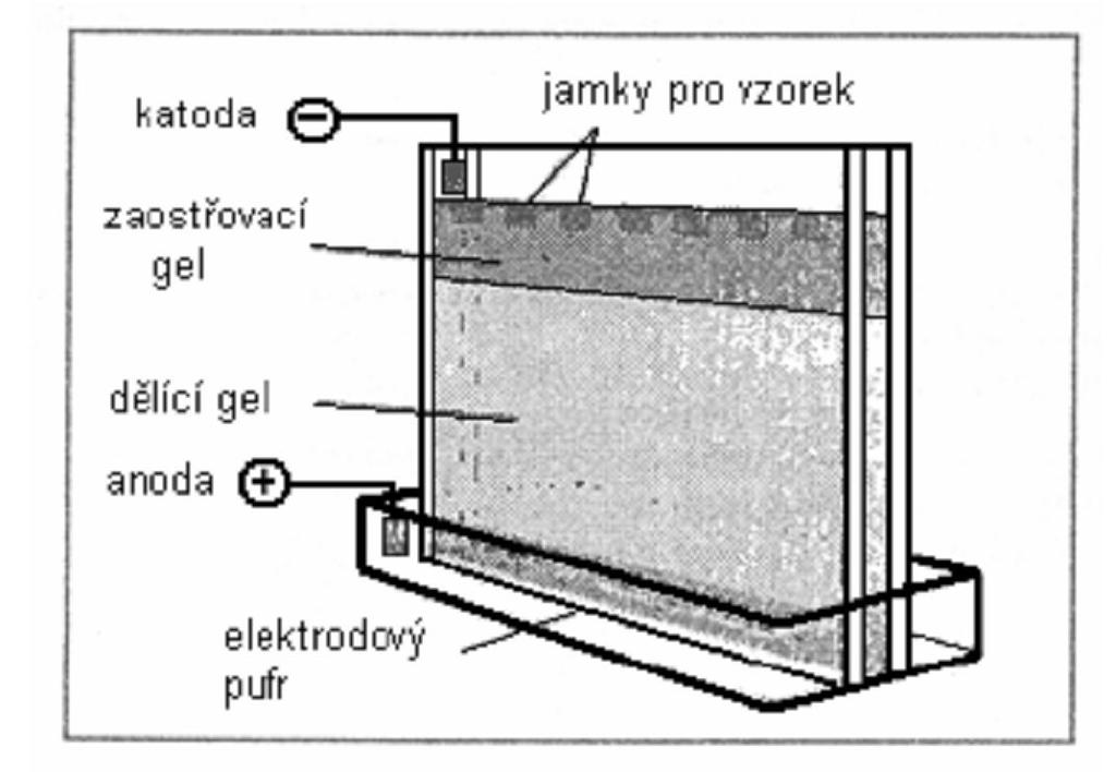 koncentrovaný zaostřovací gel. Zaostřovací gel bílkoviny zkoncentruje a v separačním gelu pak dochází k vlastní separaci bílkovinných složek.