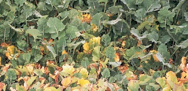 N NEDOSTATEK DUSÍKU omezení růstu listů, stonků a větvení malá tvorba postranních kořenů omezení tvorby chlorofylu světlejší zabarvení rostlin