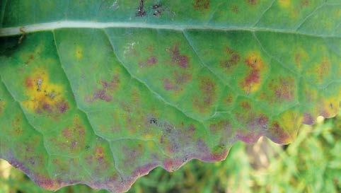 DIAGNOSTIKA Mg NEDOSTATEK HOŘČÍKU nerovnoměrné rozložení chlorofylu na starších listech = chlorózy