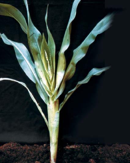 DIAGNOSTIKA Zn kukuřice NEDOSTATEK ZINKU na listech se mezi žilnatinou vyskytují světlé skvrny, pouze ve spodní polovině listu listy na vegetačním vrcholu stočené menší vzrůst