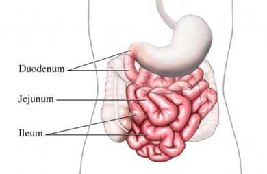 Trocha anatomie nezaškodí tenké střevo: