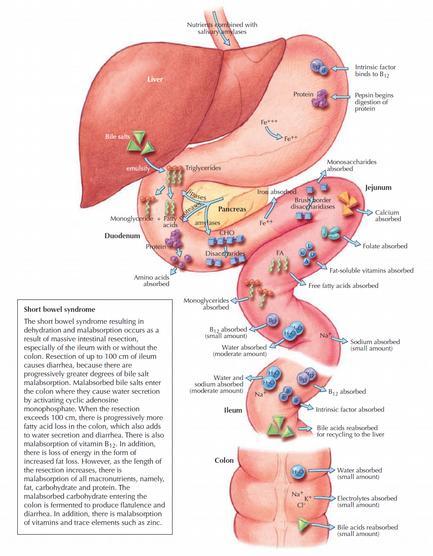 Trávení a vstřebávání žaludek duodenum