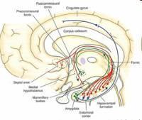 Komisurální dráhy (Fibrae commissurales telencephali)