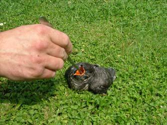 Mláďata Mimo poraněných dospělců živočichů se do stanice dostávají také mláďata nejrůznějších druhů ptáků a savců. V roce 2006 to bylo celkem 312 jedinců 47.5 % všech přijatých zvířat.