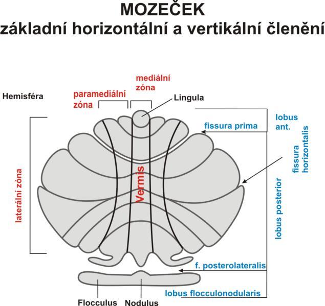 Pedunculi cerebellares medii obsahují zejména vlákna z ncll. pontis (tr. ponto-cerebellaris).