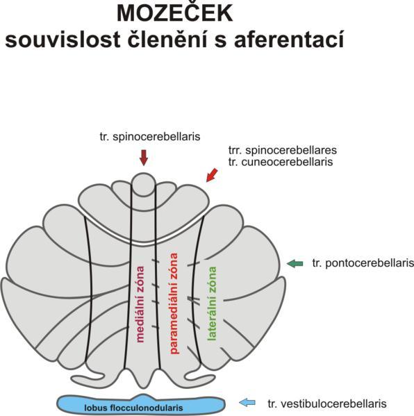 Diencefalon (Diencephalon) Obecná strukturální a funkční charakteristika diencefala Diencefalon vzniká společně s telencefalem z nejrostrálnějšího primárního mozkového váčku, prosencefala.