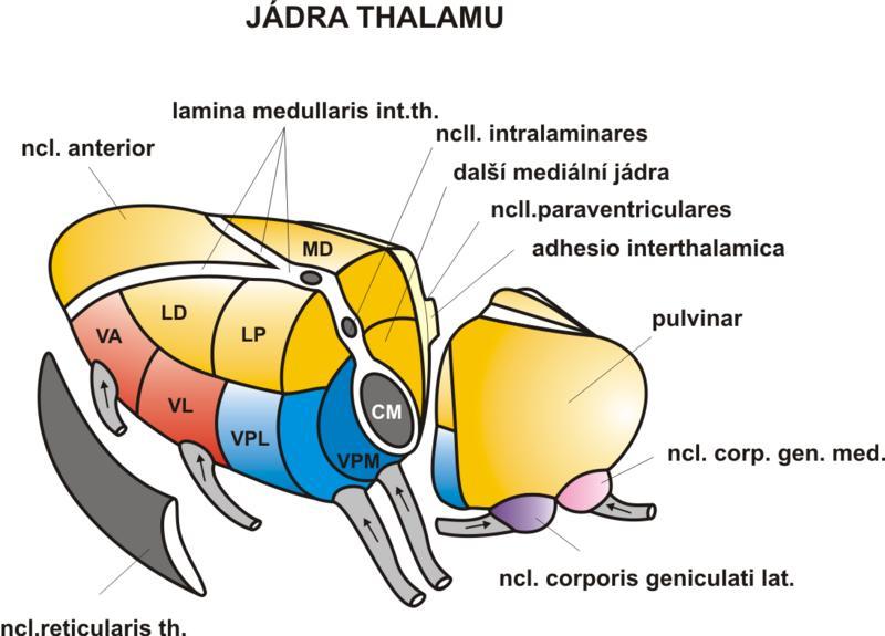 (P). Ve ventrální řadě lze rozlišit zepředu nucleus ventralis anterior (VA), nucleus ventralis lateralis (VL) a nucleus ventralis posterior (VP).