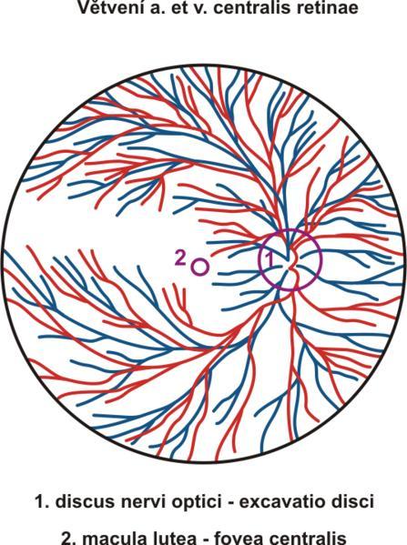 Přední plocha čočky, facies anterior lentis, má sférické zakřivení o poloměru 10 mm, zatímco